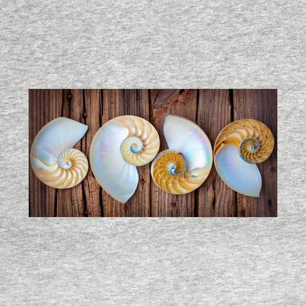 Four Chambered Nautilus Seashells by photogarry